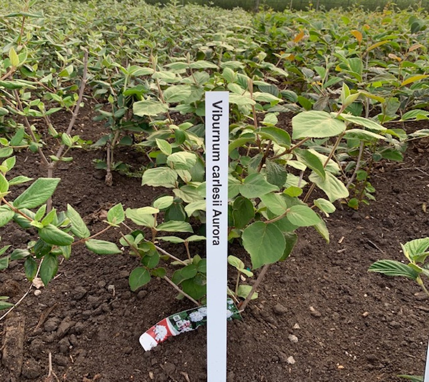 Viburnum carlesii 'Aurora' - 50-60 CM RB